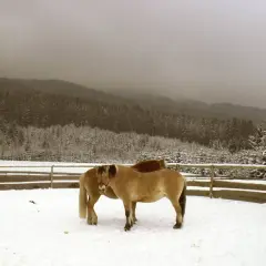 Zwei Pferde und ein Esel stehen im Schnee vor einem verschneiten Wald. Ein Bild, das an die Ruhe und Bescheidenheit des **st. franziskus** erinnert.