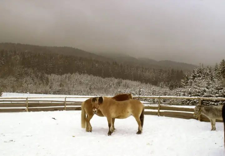 Zwei Pferde und ein Esel stehen im Schnee vor einem verschneiten Wald. Ein Bild, das an die Ruhe und Bescheidenheit des **st. franziskus** erinnert.