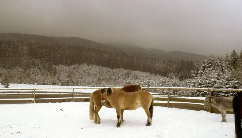 Zwei Pferde und ein Esel stehen im Schnee vor einem verschneiten Wald. Ein Bild, das an die Ruhe und Bescheidenheit des **st. franziskus** erinnert.