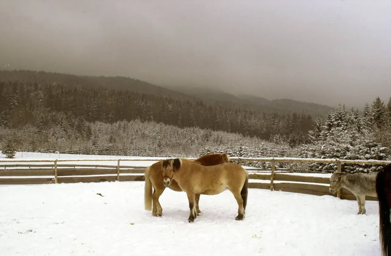 Zwei Pferde und ein Esel stehen im Schnee vor einem verschneiten Wald. Ein Bild, das an die Ruhe und Bescheidenheit des **st. franziskus** erinnert.