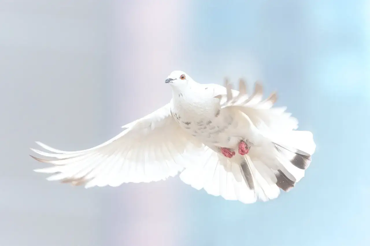Eine wei&szlig;e Taube fliegt, ein Symbol des heiligen Geistes, mit ausgebreiteten Fl&uuml;geln vor einem hellen, unscharfen Hintergrund.